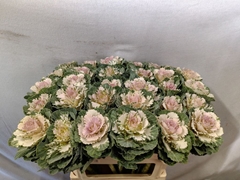 Brassica Empire Akilina 70cm