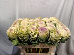 Brassica Condor White 70cm