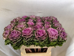 Brassica Empire Bogdana 70cm