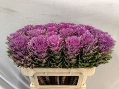 Brassica Crane Queen 70cm