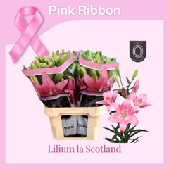 Lily La Scotland 90cm 5+