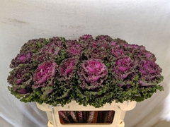 Brassica Crane Ruffle Red 70cm