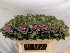 Brassica Empire Ksenia 70cm