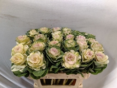 Brassica White Crane 70cm
