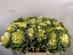 Brassica White Lady 70cm