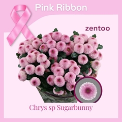 Chrysanth Spray Sugarbunny 70cm 90gr.