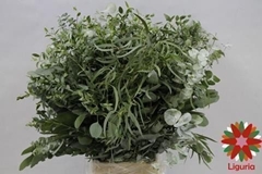 Eucalyptus Mix Per Bunch 70cm 250gr.