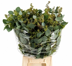 Eucalyptus Populus With Berry Per Bunch 60cm 300gr.