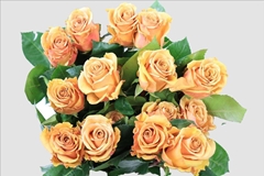 Rosa Combo 40cm
