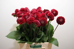 Dahlia Cornel 60cm