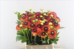 Dahlia Ball Icoon 45cm