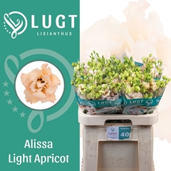 Eustoma Double Alissa Light Apricot 70cm