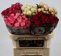 Rosa Spray Mix Sian 70cm 7+