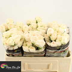 Rosa Spray Sweet Sofie 50cm 5+