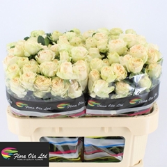 Rosa Spray Summerrose 70cm 5+