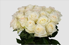 Rosa Candlelight 40cm