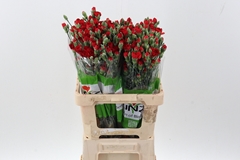 Dianthus Spray Zumba 65cm