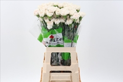 Dianthus Single Moon Golem 70cm