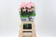 Dianthus Single Essiana 70cm