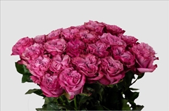 Rosa Country Spirit Blues 50cm