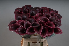 Zantedeschia Cantor 65cm