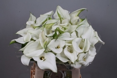 Zantedeschia Pure Art 60cm