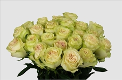 Rosa Dynamic 60cm