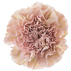 Dianthus Single Creola 70cm