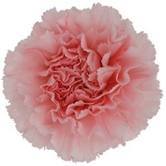 Dianthus Single Doncel 70cm