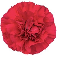 Dianthus Single Mandalay 70cm