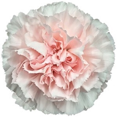 Dianthus Single Maruchi 70cm