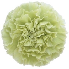 Dianthus Single Prado Mint 70cm