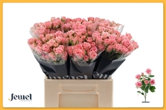 Rosa Spray Odilia 40cm 4+