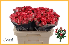 Rosa Spray Fireworks 60cm 6+
