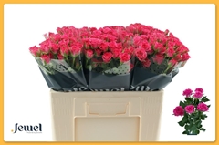 Rosa Spray Lianne 50cm 5+