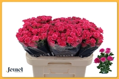 Rosa Spray Lianne 60cm 6+