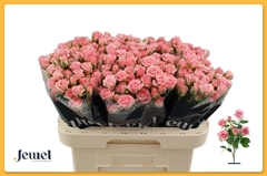 Rosa Spray Odilia 60cm 6+