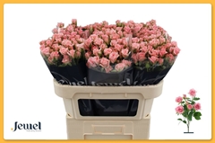 Rosa Spray Odilia 70cm 7+