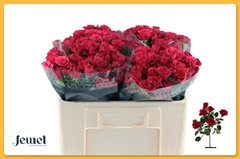 Rosa Spray Roseberry 50cm 5+