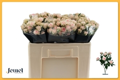 Rosa Spray Severina 50cm 5+