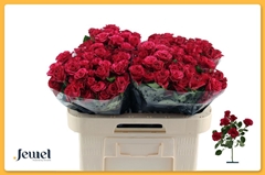 Rosa Spray Roseberry 60cm 6+