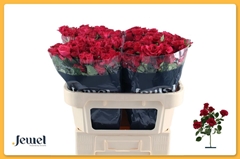 Rosa Spray Roseberry 70cm 7+