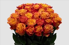 Rosa Atomic 40cm