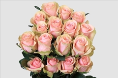 Rosa Absolute Pink 60cm