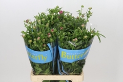Ranunculus Butterfly Jupiter 70cm 40gr.