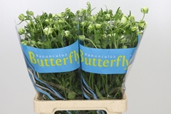 Ranunculus Butterfly Keramos 70cm 30gr.
