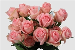 Rosa Luciano 70cm