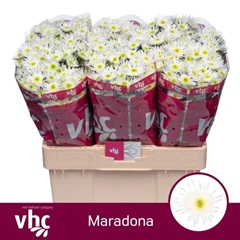 Chrysanth Santini Maradona 55cm 42gr.