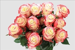 Rosa Sweetness 50cm