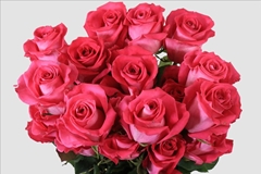 Rosa Topaz 50cm
